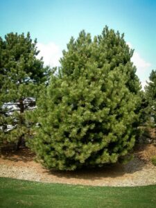 Сосна Чёрная (Pinus Nigra) купить по цене от 270.00р. в интернет-магазине «Посадика» с доставкой почтой в в Семенове и по всей России – [изображение №1].