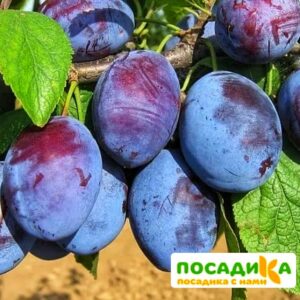 Слива Чачакская ранняя купить по цене от 229.00р. в интернет-магазине «Посадика» с доставкой почтой в в Семенове и по всей России – [изображение №1].