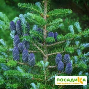 Пихта корейская (Abies koreana) купить по цене от 450.00р. в интернет-магазине «Посадика» с доставкой почтой в в Семенове и по всей России – [изображение №1].