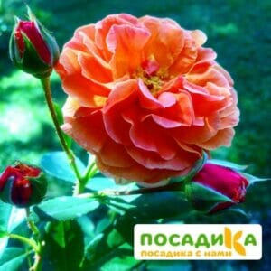 Роза Арабия купить по цене от 350.00р. в интернет-магазине «Посадика» с доставкой почтой в в Семенове и по всей России – [изображение №1].