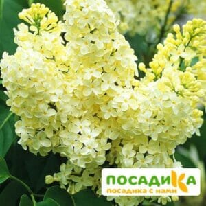 Сирень Примроуз (Primrose) купить по цене от 529.00р. в интернет-магазине «Посадика» с доставкой почтой в в Семенове и по всей России – [изображение №1].