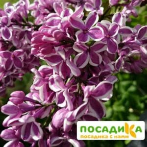 Сирень Сенсация купить по цене от 529.00р. в интернет-магазине «Посадика» с доставкой почтой в в Семенове и по всей России – [изображение №1].