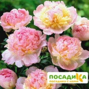 Пион Распберри Сандей (Paeonia Raspberry Sundae) купить по цене от 959р. в интернет-магазине «Посадика» с доставкой почтой в в Семенове и по всей России – [изображение №1].