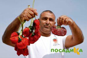 Клубника Гигант Джорнея купить по цене от 266р. в интернет-магазине «Посадика» с доставкой почтой в в Семенове и по всей России – [изображение №1].