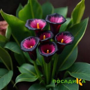 Калла Аура Лейс купить по цене от 400р. в интернет-магазине «Посадика» с доставкой почтой в в Семенове и по всей России – [изображение №1].