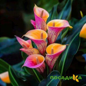 Калла Оникс купить по цене от 450р. в интернет-магазине «Посадика» с доставкой почтой в в Семенове и по всей России – [изображение №1].