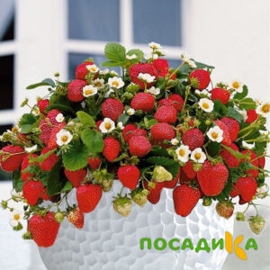 Клубника Рубиновый Шепот (горшечная) купить по цене от 240р. в интернет-магазине «Посадика» с доставкой почтой в в Семенове и по всей России – [изображение №1].