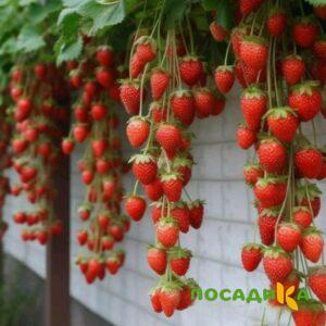 Клубника вьющаяся Комплимент купить по цене от 470р. в интернет-магазине «Посадика» с доставкой почтой в в Семенове и по всей России – [изображение №1].