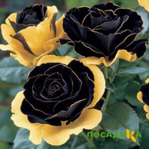 Роза Ханни Сикл купить по цене от 700р. в интернет-магазине «Посадика» с доставкой почтой в в Семенове и по всей России – [изображение №1].