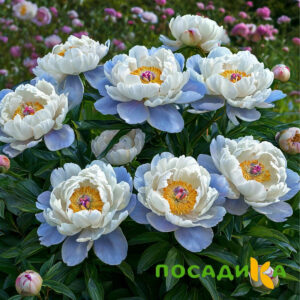 Пион акварельный Этюд купить по цене от 806р. в интернет-магазине «Посадика» с доставкой почтой в в Семенове и по всей России – [изображение №1].