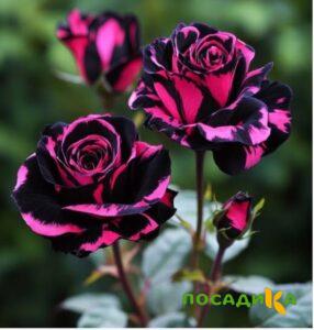 Роза Багровый Шепот купить по цене от 366р. в интернет-магазине «Посадика» с доставкой почтой в в Семенове и по всей России – [изображение №1].
