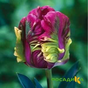 Тюльпан Экзотик Хэвен купить по цене от 186р. в интернет-магазине «Посадика» с доставкой почтой в в Семенове и по всей России – [изображение №1].