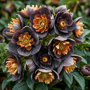 Морозник Блум Айс купить по цене от 499р. в интернет-магазине «Посадика» с доставкой почтой в в Семенове и по всей России – [изображение №1].